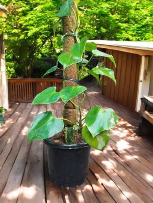 Raindrop Peperomia (Peperomia Polybotrya) on a Moss Stick