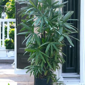 Rhapis palm (Lady palm) - 6.5 ft Tall