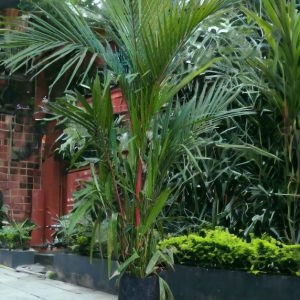 Red Palm  'Cyrtostachys Renda Blume' 'Red Sealing Wax Palm'