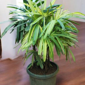 Rhapis Palm Variegated