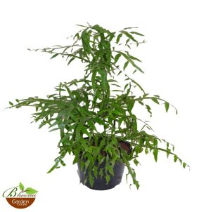 Ribbon Bush  ‘Homalocladium platycladum’