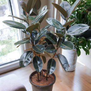 Rubber Black (4 ft Tall)