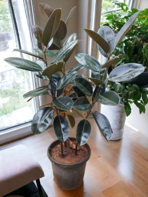 Rubber Black (4 ft Tall)