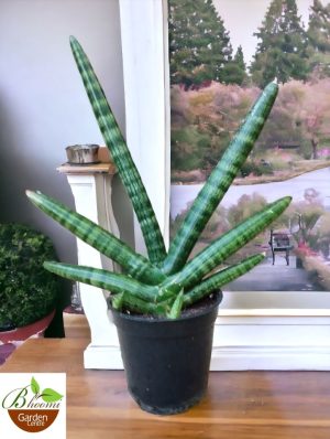 Sansevieria Boncel