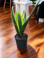 Sansevieria Golden Flame, Snake Plant
