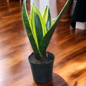 Sansevieria Golden Flame, Snake Plant