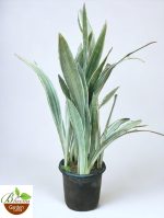 Sansevieria Sayuri Metallica 'Siam silver'