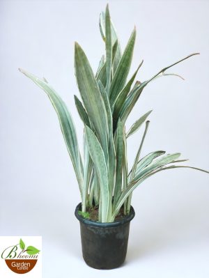 Sansevieria Sayuri Metallica 'Siam silver'