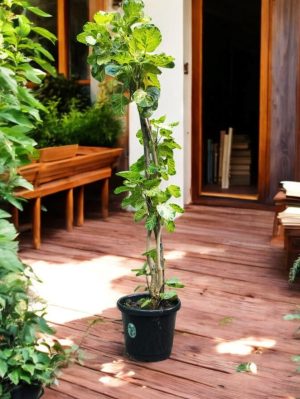 Shield Aralia (Polyscias Scutellaria Variegata)