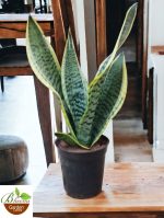 Sansevieria Trifasciata (Snake Plant Small)