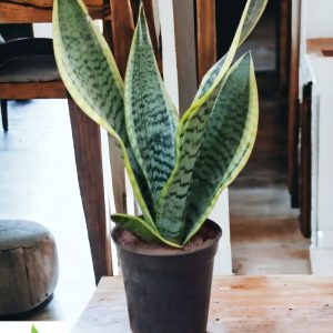 Sansevieria Trifasciata (Snake Plant Small)