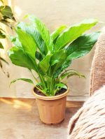 Peace Lilly (Spathiphyllum ‘Sebastiano’)