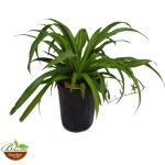 Spider plant (green)