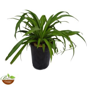 Spider plant (green)