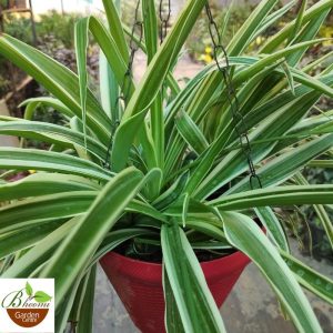 Green Spider Plant in Hanging Pot