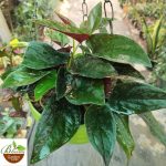 Syngonium Erythrophyllum (Red Arrow) in hanging pot