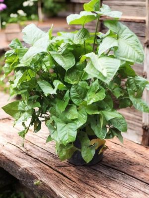 Syngonium Green, Syngonium Podophyllum