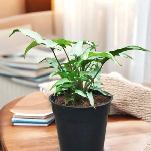 Syngonium 'Ngern Lai Ma'