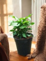 Syngonium Podophyllum Berry Allusion