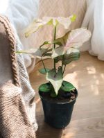 Syngonium Podophyllum Neon Robusta, Neon Robusta Arrowhead Plant