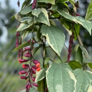Thunbergia Coccinea
