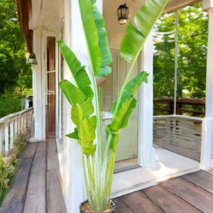 Travelers Palm (Fan Palm)- 8 ft