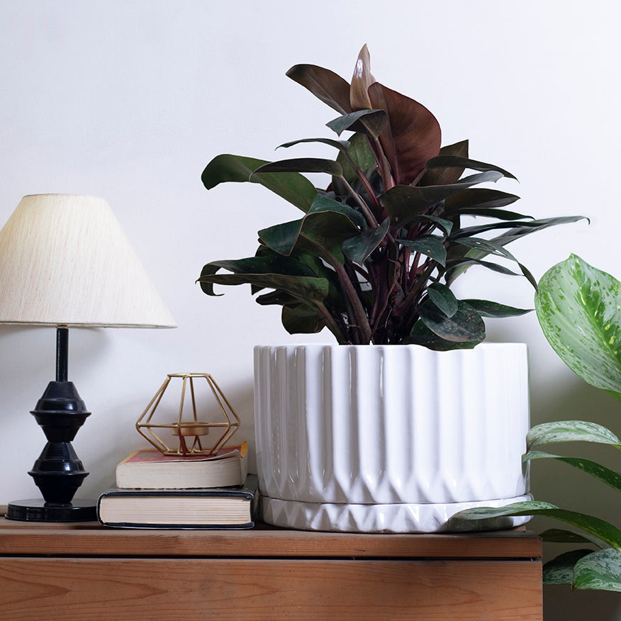 Big Ceramic Pots For Indoor Plants Fleeting Bliss - Image 9