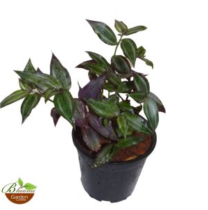 Wandering Jew plant