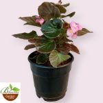 Wax Begonia (Pink)
