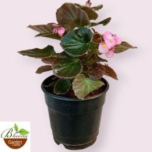 Wax Begonia (Pink)