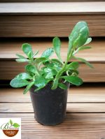 Weeping Jade / Trailing Jade