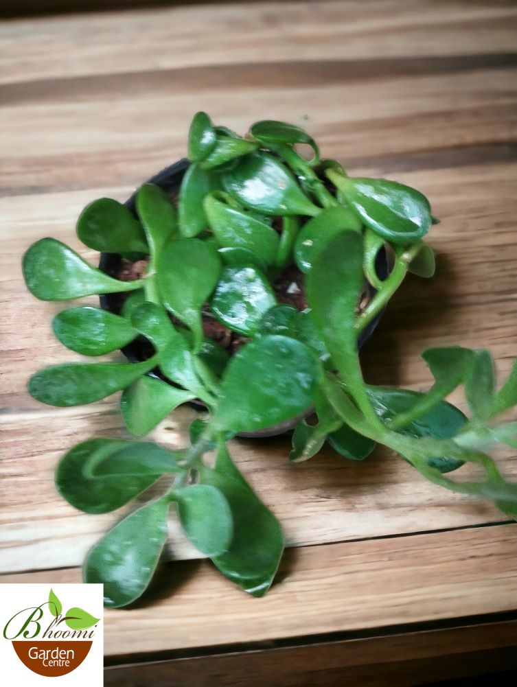 Weeping Jade / Trailing Jade - Image 2