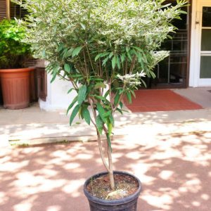 White Small Leaf Poinsettia (Euphorbia pulcherrima)