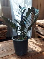 Black Raven ZZ Plant (Zamia Black) - 1.2 ft