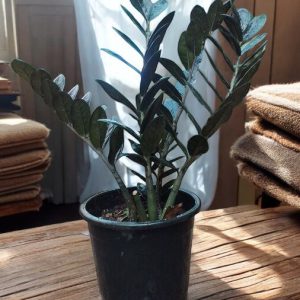 Black Raven ZZ Plant (Zamia Black) - 1.2 ft