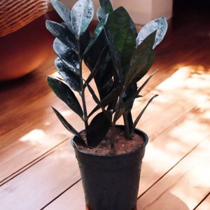 Zamia Black Plant (Black ZZ) - Small