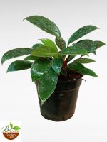 Philodendron Ceylon Green Mini