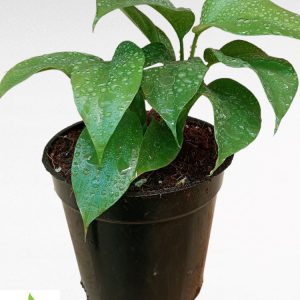Monstera Deliciosa Mini aka Split-leaf philodendron