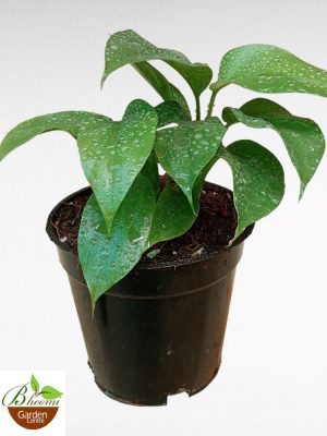 Monstera Deliciosa Mini aka Split-leaf philodendron