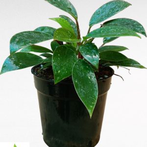 Philodendron Red Congo Mini