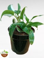 Philodendron White Knight Variegated Mini
