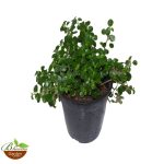 Pilea depressa 'Sao Paulo'