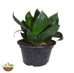 Sansevieria Dwarf Green