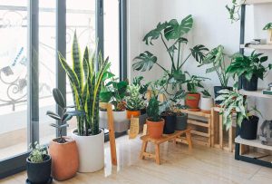 All about indoor plants